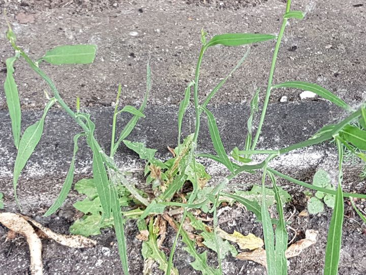 Pianta dai lunghi steli: Chondrilla juncea (Asteraceae)